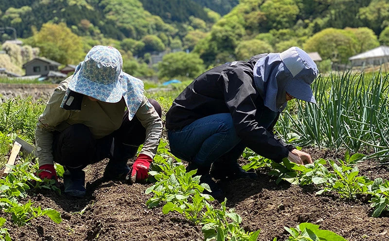 【送料込み】カレー&玄米ターメリックライスセット