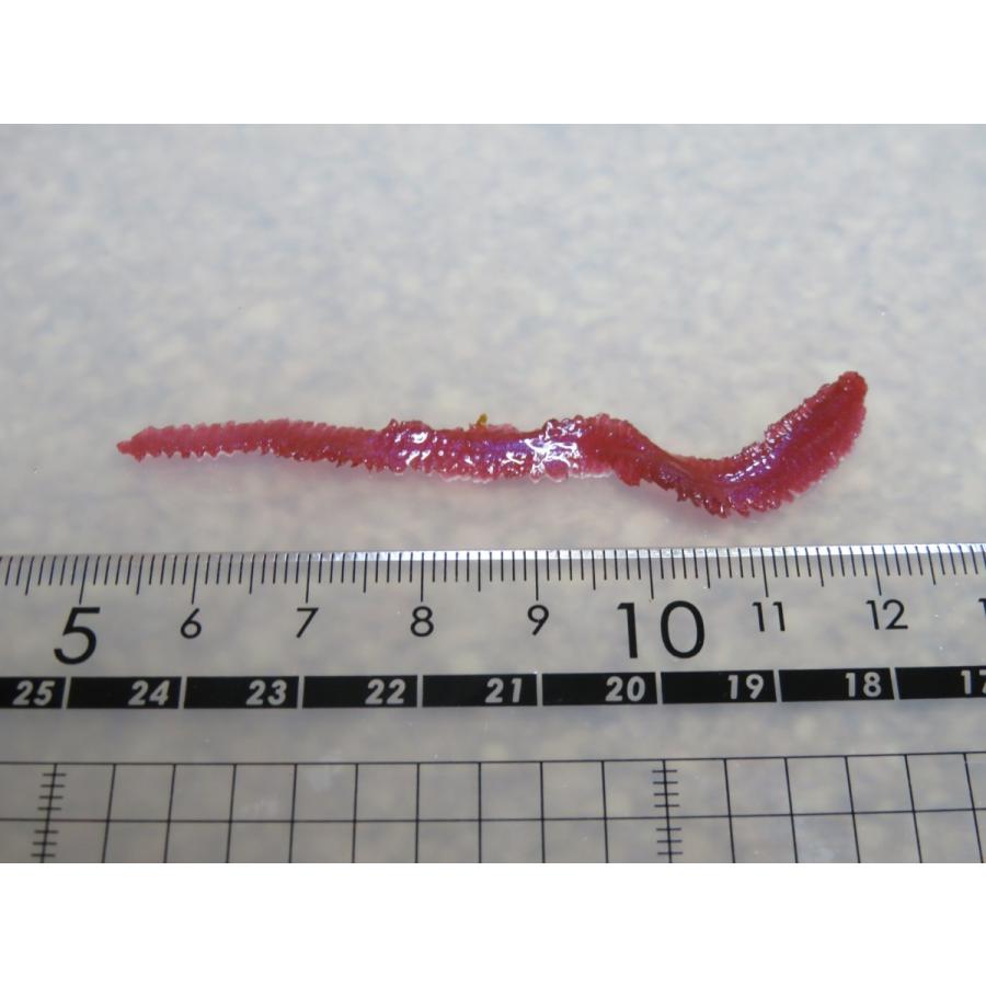 【疑似餌】ナチュラルフェイク 海用 ゴカイ リアルカラー