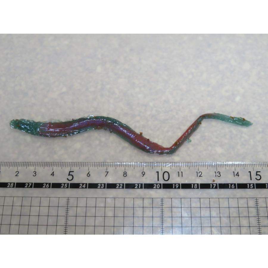 【疑似餌】ナチュラルフェイク 海用 岩イソメ リアルカラー