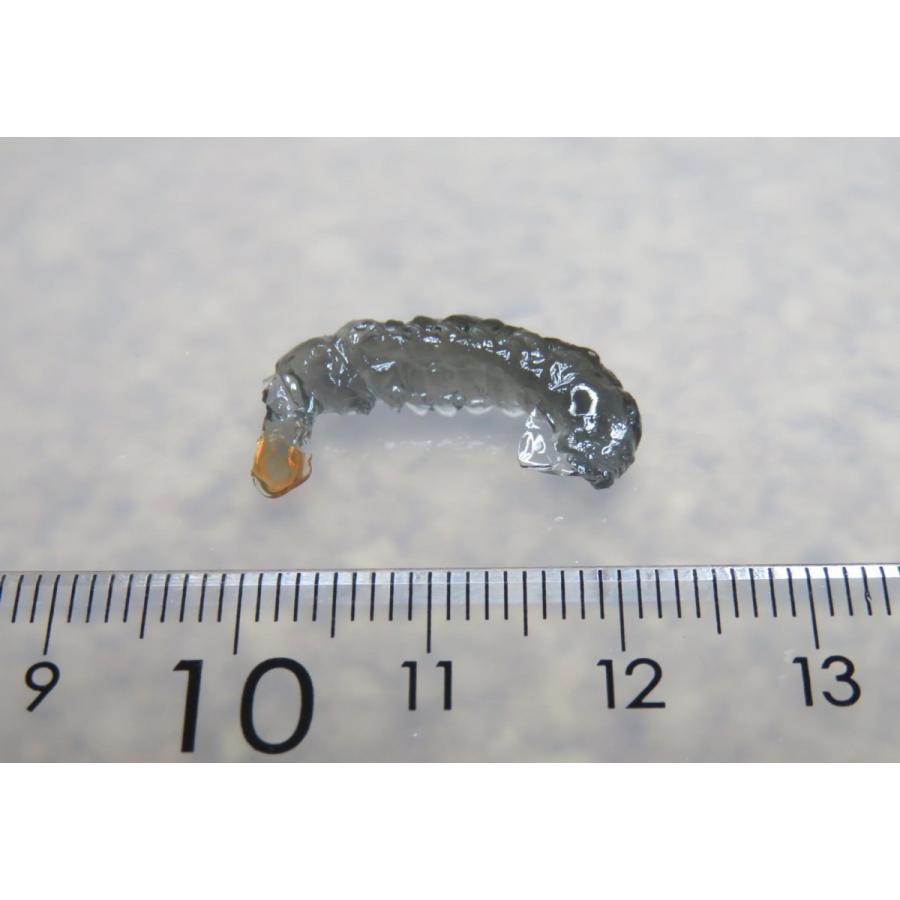 【疑似餌】ナチュラルフェイク 川用 クロカワ虫 リアルカラー