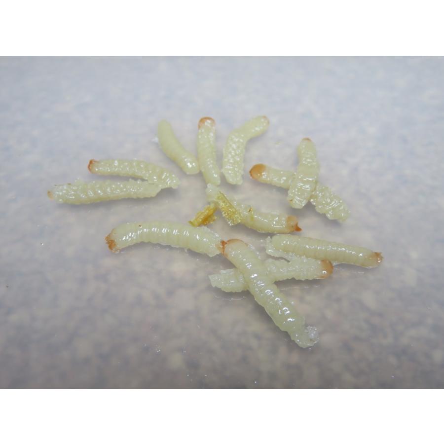 【疑似餌】ナチュラルフェイク　川用　ヤナギムシ