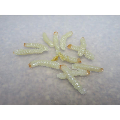 【疑似餌】ナチュラルフェイク　川用　ヤナギムシ